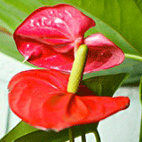 Saint Valentine's Day